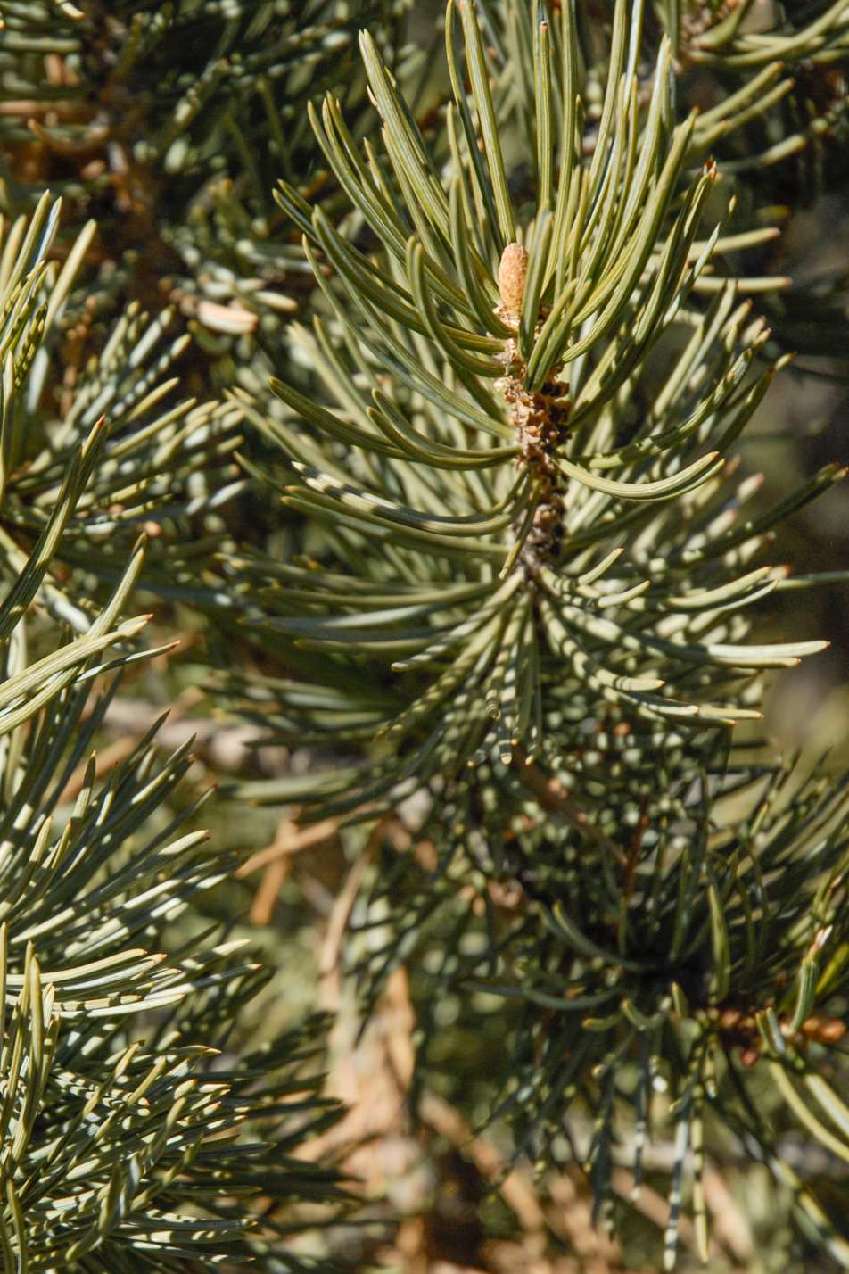 Pinyon Pine